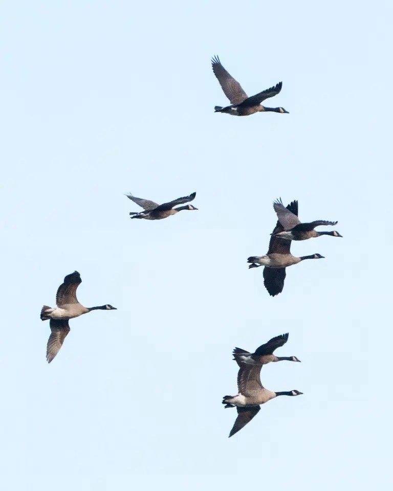 Early Season Fall Hunt Canada Goose